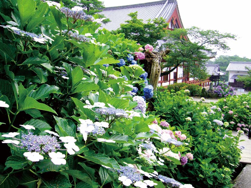0622奈良の花_矢田寺