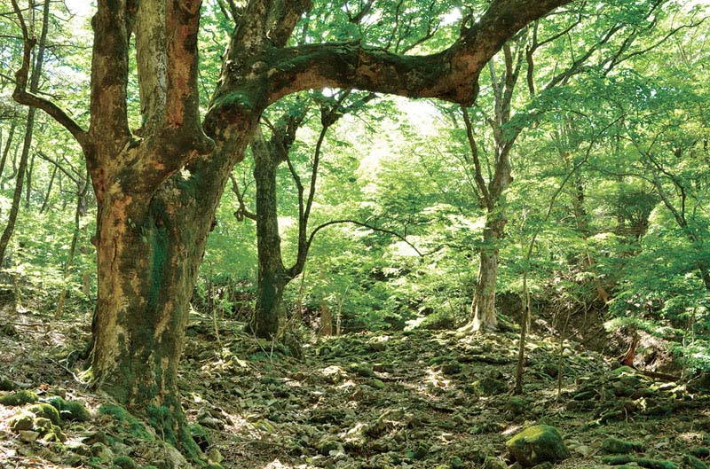 前鬼_トチノキ巨樹群